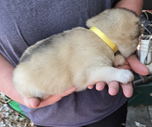 Medium Photo #3 Alaskan Malamute Puppy For Sale in CRIVITZ, WI, USA