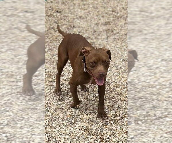 Medium Photo #10 American Pit Bull Terrier-Unknown Mix Puppy For Sale in Oakhurst, NJ, USA