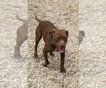 Small #9 American Pit Bull Terrier Mix