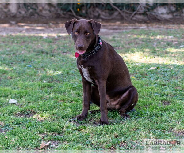 Medium Photo #5 Labrador Retriever-Unknown Mix Puppy For Sale in Clovis, CA, USA