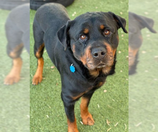 Medium Photo #1 Rottweiler Puppy For Sale in Hillsboro, NH, USA