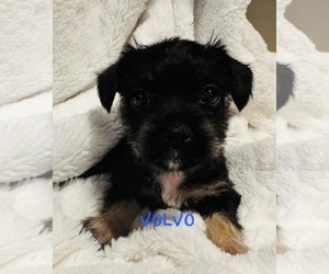 Pug-Unknown Mix Dogs for adoption in Mission Viejo, CA, USA