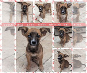 Mutt Dogs for adoption in Mesa, AZ, USA