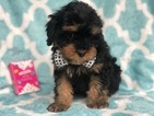 Small Photo #6 Cavapoo Puppy For Sale in CEDAR LANE, PA, USA