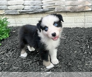 Australian Shepherd Dog for Adoption in LODA, Illinois USA
