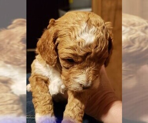 Medium Photo #2 Goldendoodle (Miniature) Puppy For Sale in ELIZABETHTOWN, IL, USA