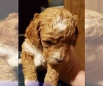 Small Photo #2 Goldendoodle (Miniature) Puppy For Sale in ELIZABETHTOWN, IL, USA