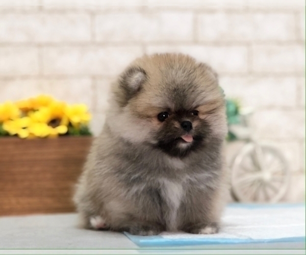 Medium Photo #1 Pomeranian Puppy For Sale in DALLAS, TX, USA