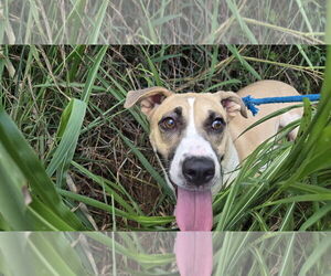 Mutt Dogs for adoption in Jackson, MS, USA