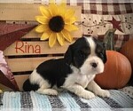 Small Photo #8 Cavalier King Charles Spaniel Puppy For Sale in CLARE, MI, USA