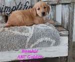 Puppy 4 Golden Retriever