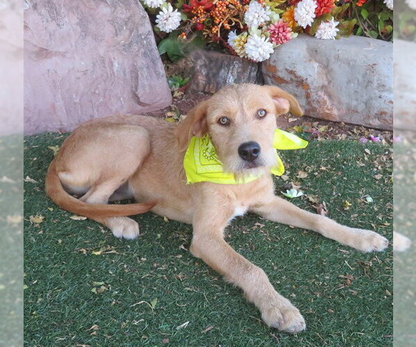 Medium Photo #1 Irish Terrier Puppy For Sale in Oklahoma City, OK, USA