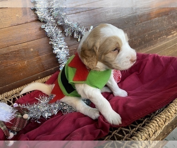 Medium Photo #7 F2 Aussiedoodle Puppy For Sale in CHAPEL HILL, NC, USA