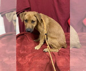 Mastiff-Unknown Mix Dogs for adoption in Modesto, CA, USA