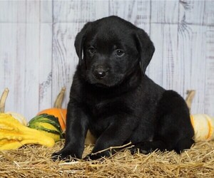 Labrottie Puppy for sale in FREDERICKSBG, OH, USA