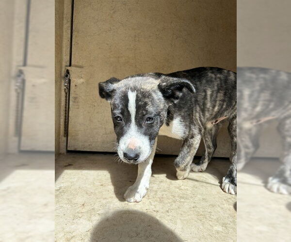 Medium Photo #1 Mutt Puppy For Sale in Oklahoma City, OK, USA