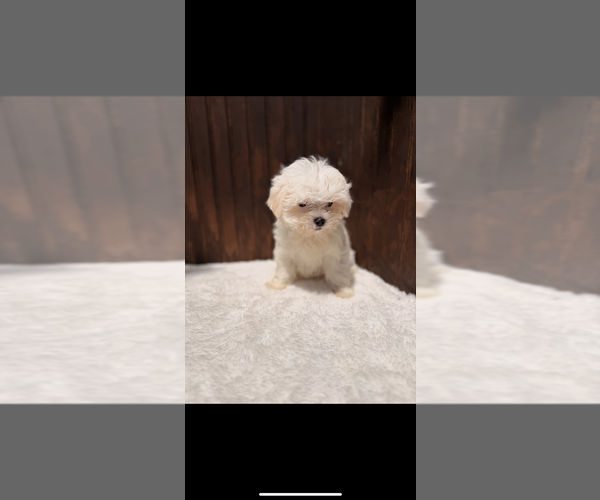 Medium Photo #1 Maltese Puppy For Sale in DOUGLASVILLE, GA, USA