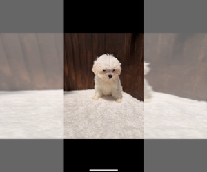 Maltese Puppy for sale in DOUGLASVILLE, GA, USA