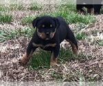 Small Photo #22 Rottweiler Puppy For Sale in VONORE, TN, USA