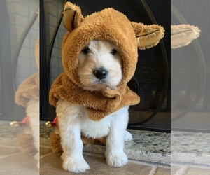 Goldendoodle Puppy for sale in GLENDALE, CA, USA