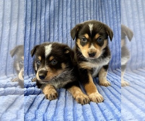 Australian Shepherd Puppy for sale in FAIR HAVEN, MI, USA