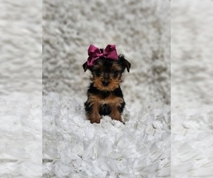 Yorkshire Terrier Puppy for sale in INDIANAPOLIS, IN, USA