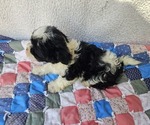 Small #5 Shorkie Tzu