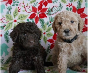 Labradoodle Puppy for Sale in BOISE, Idaho USA