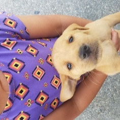 Labrador Retriever Puppy for sale in GASBURG, VA, USA