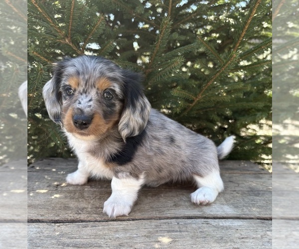 Medium Photo #2 Dachshund Puppy For Sale in MIDDLEBURY, IN, USA