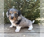 Small #1 Dachshund