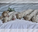 Small #1 Goldendoodle