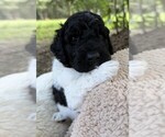 Puppy Miss Orange Goldendoodle