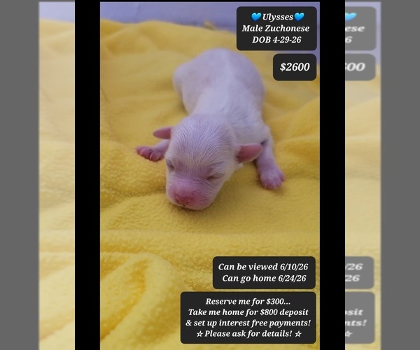 Medium Photo #1 Havanese-Zuchon Mix Puppy For Sale in TUCSON, AZ, USA