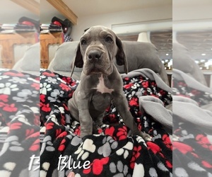 Medium Great Dane