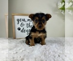 Small #3 Yorkshire Terrier
