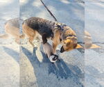 Small #2 German Shepherd Dog