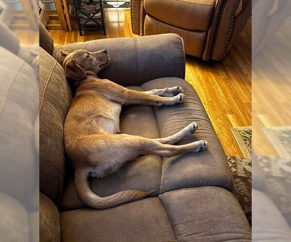 Medium Photo #4 Labrador Retriever-Unknown Mix Puppy For Sale in MECHANICSBURG, PA, USA