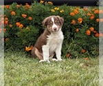 Puppy Cracker Border Collie-Bordoodle Mix