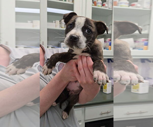 Medium Photo #27 American Staffordshire Terrier-German Shepherd Dog Mix Puppy For Sale in McDonough, GA, USA