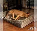 Small #4 Labrador Retriever Mix