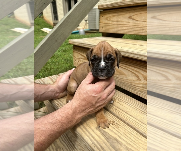 Medium Photo #7 Boxer Puppy For Sale in AMISSVILLE, VA, USA