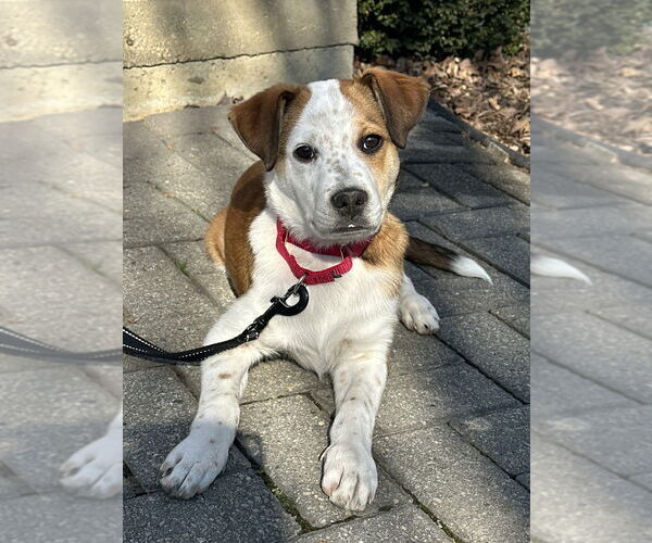 Medium Photo #24 Labrador Retriever-Unknown Mix Puppy For Sale in Brewster, NY, USA