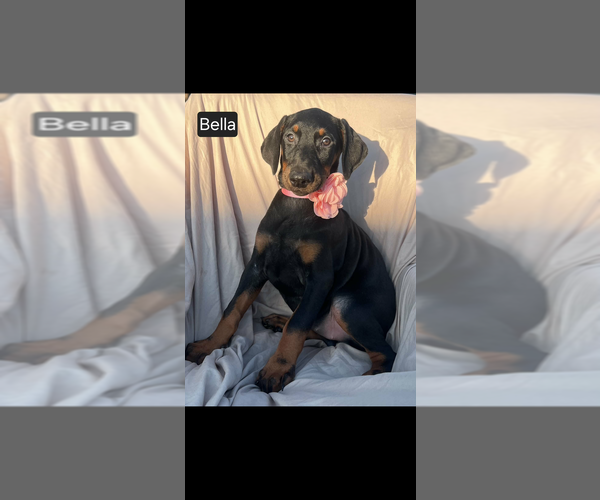 Medium Photo #10 Doberman Pinscher Puppy For Sale in POMEROY, OH, USA