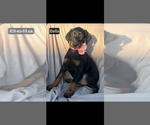 Small #9 Doberman Pinscher