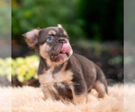 Small #8 French Bulldog
