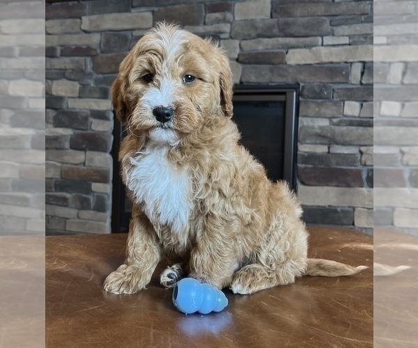 Medium Photo #8 Goldendoodle Puppy For Sale in NOBLESVILLE, IN, USA