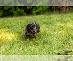 Small #1 Dachshund