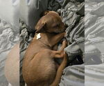 Small #5 Chihuahua