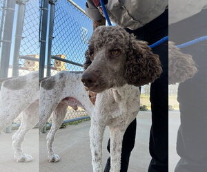 Poodle (Standard)-Unknown Mix Dogs for adoption in Grafton, WI, USA